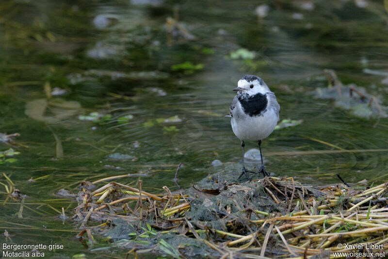 White Wagtail female adult, identification