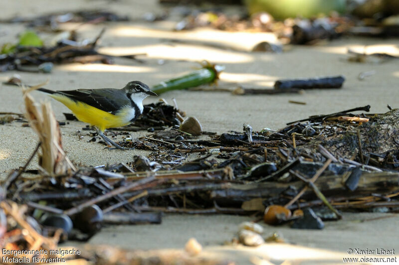 Madagascar Wagtail, identification