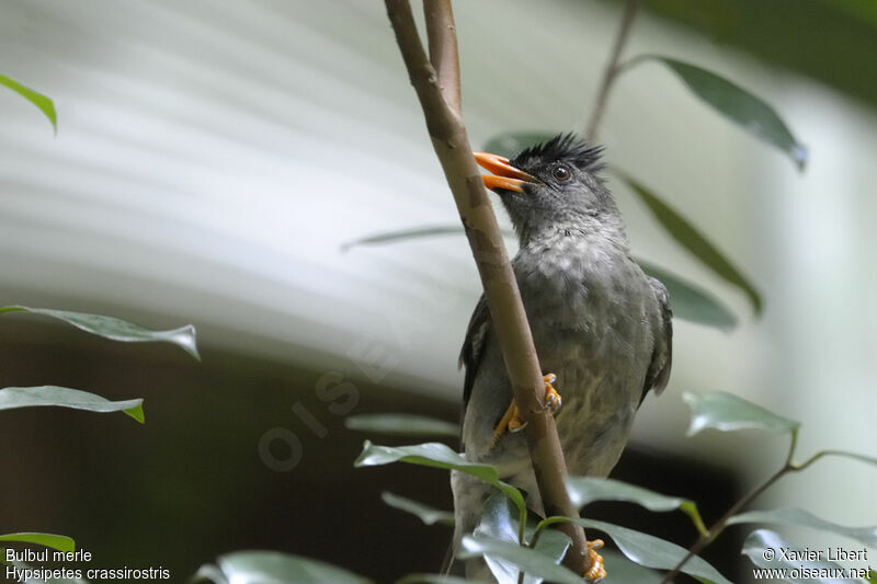 Seychelles Bulbul, identification