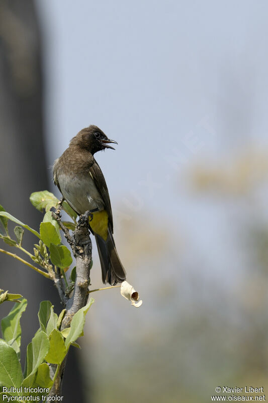 Dark-capped Bulbuladult, identification