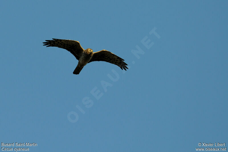 Hen Harrier female adult, Flight