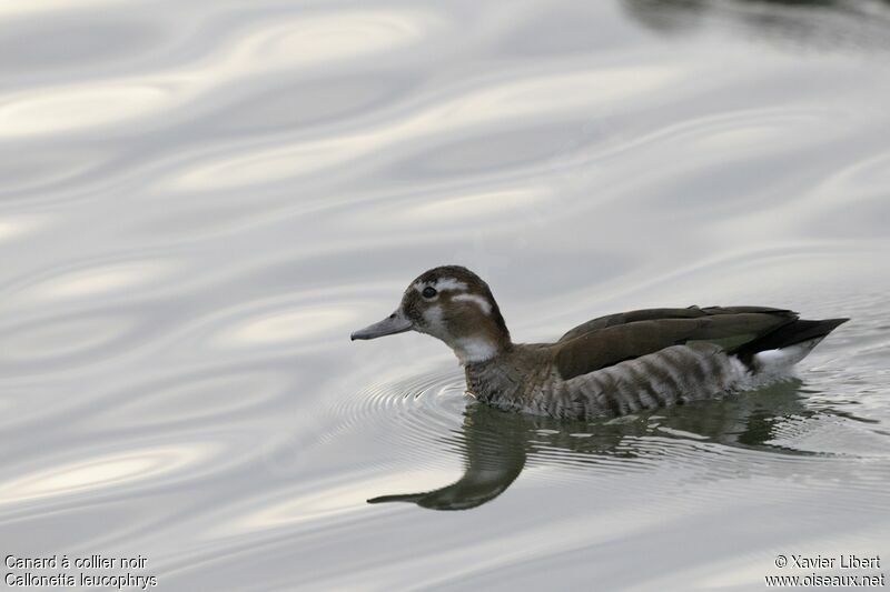 Ringed Teal female adult, identification