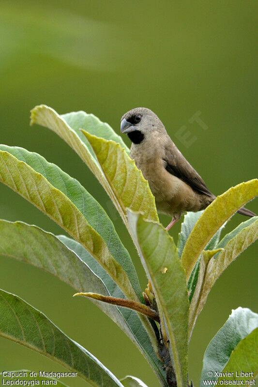 Madagascar Mannikin, identification