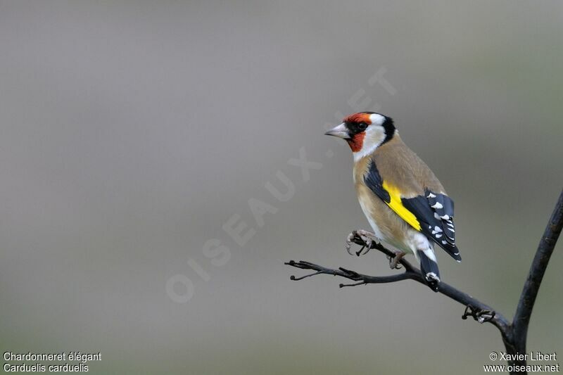 European Goldfinchadult, identification