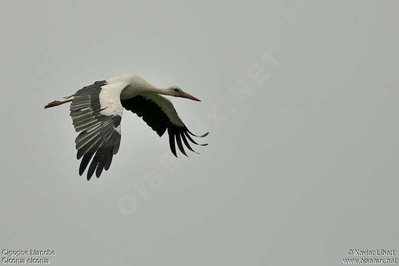 Cigogne blancheadulte, Vol