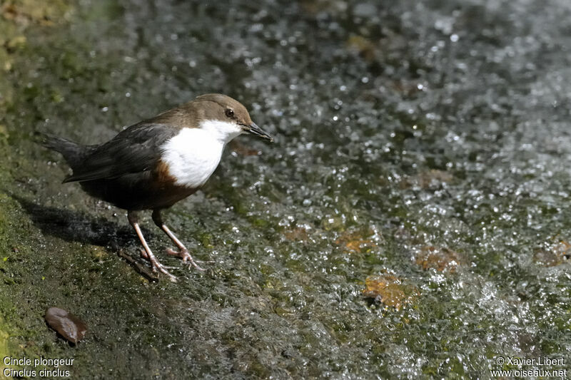 Cincle plongeuradulte, identification, Comportement