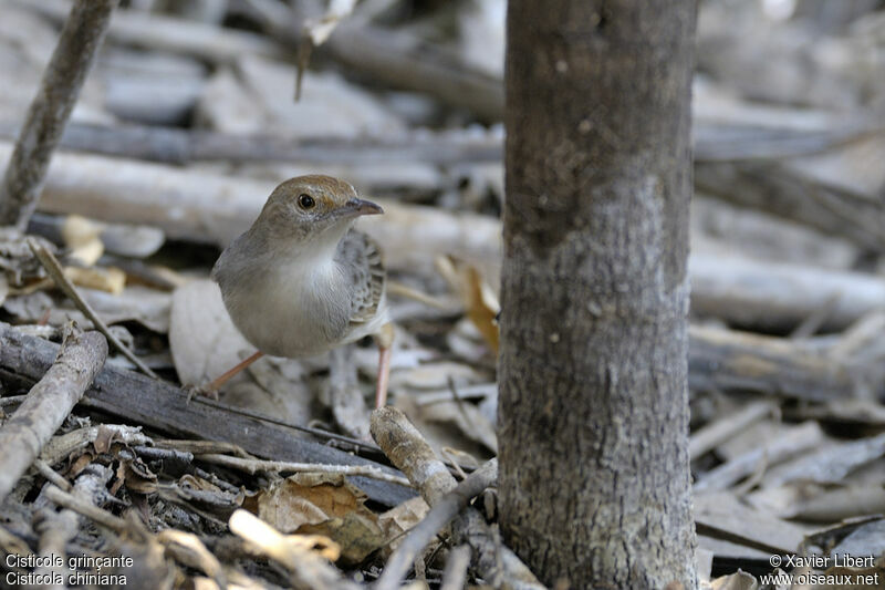 Rattling Cisticolaadult, identification