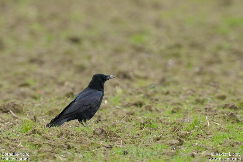 Carrion Crow, identification