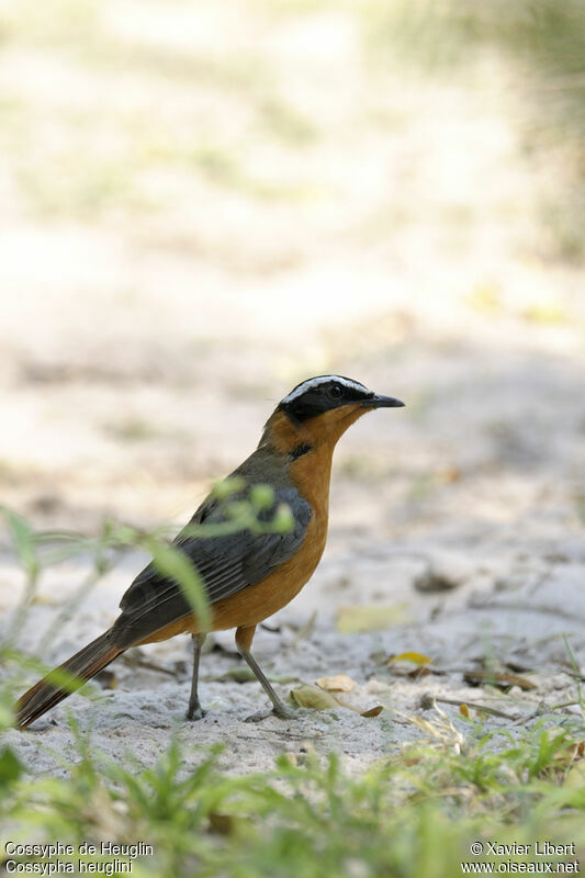 Cossyphe de Heuglinadulte, identification