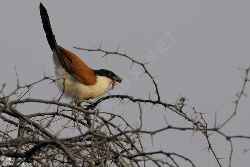 Coucal du Sénégaladulte, identification, pêche/chasse