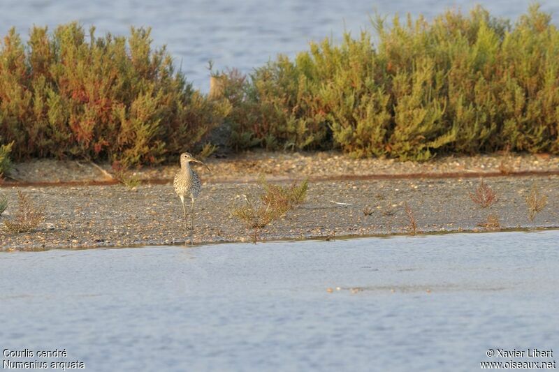 Eurasian Curlewadult, identification