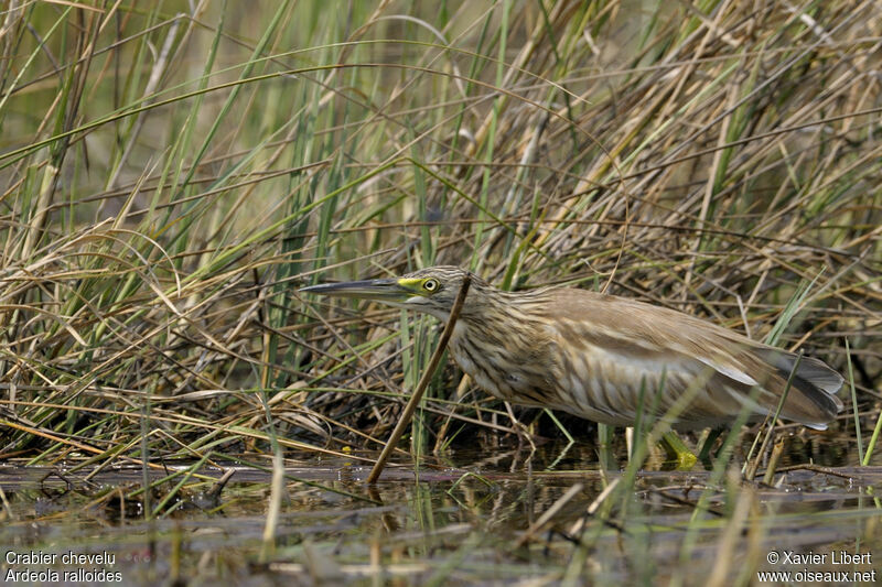 Squacco Heronadult, identification