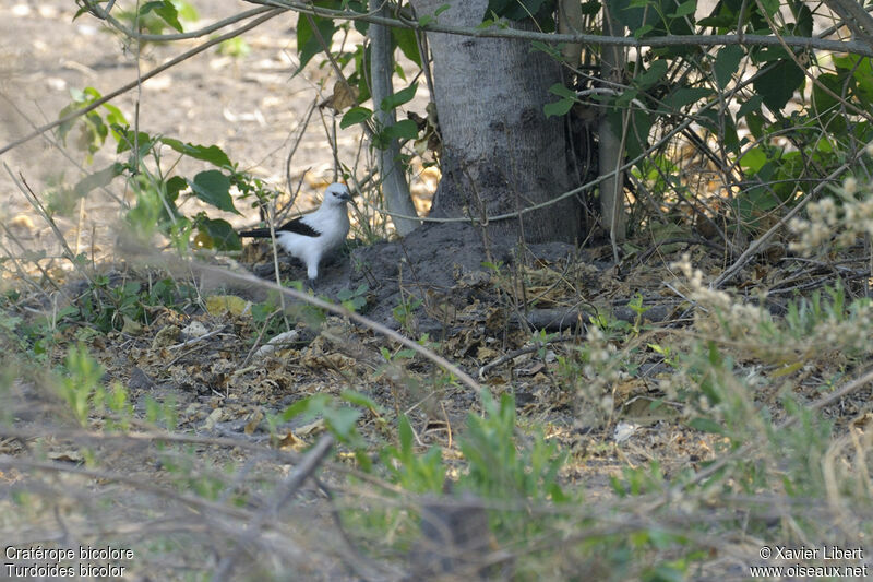 Southern Pied Babbleradult, identification