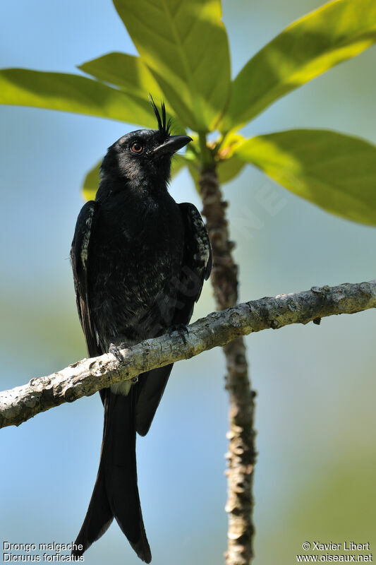 Drongo malgache, identification