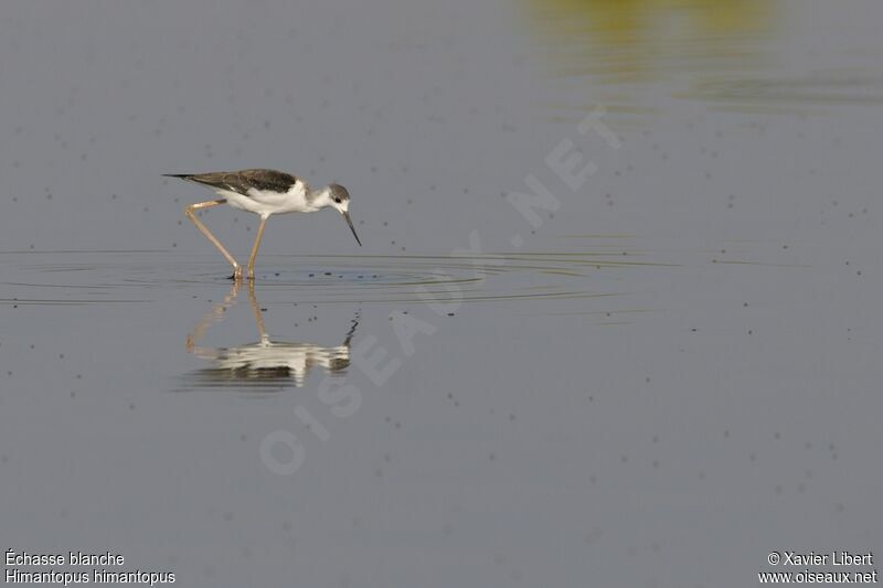 Black-winged Stiltjuvenile, identification