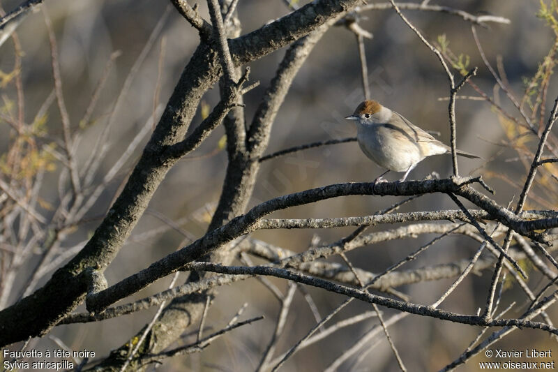 Eurasian Blackcap female adult, identification