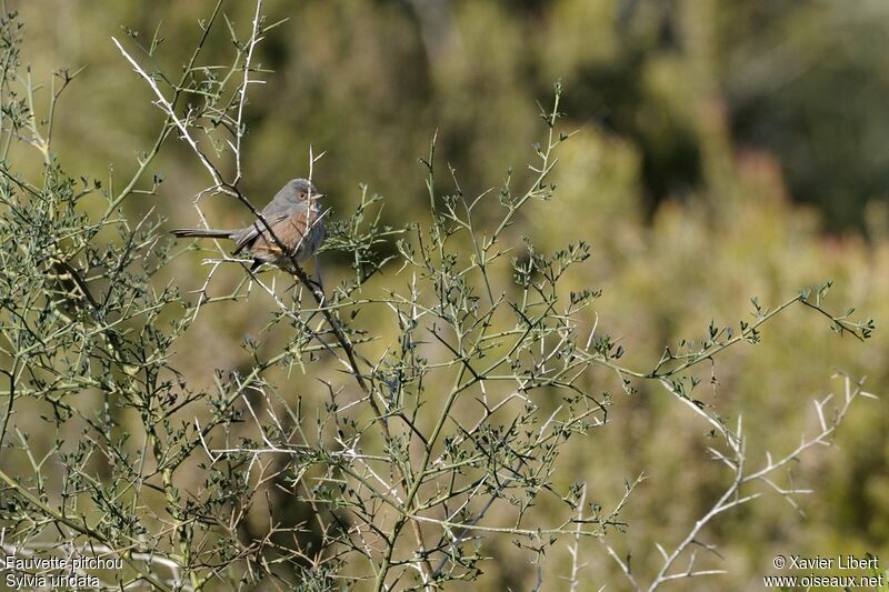 Dartford Warbler female, identification