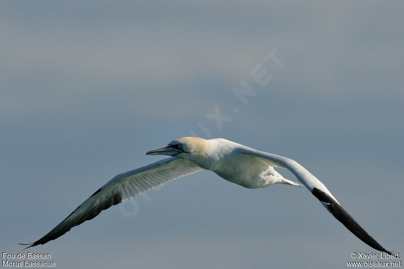 Northern Gannetadult post breeding, Flight