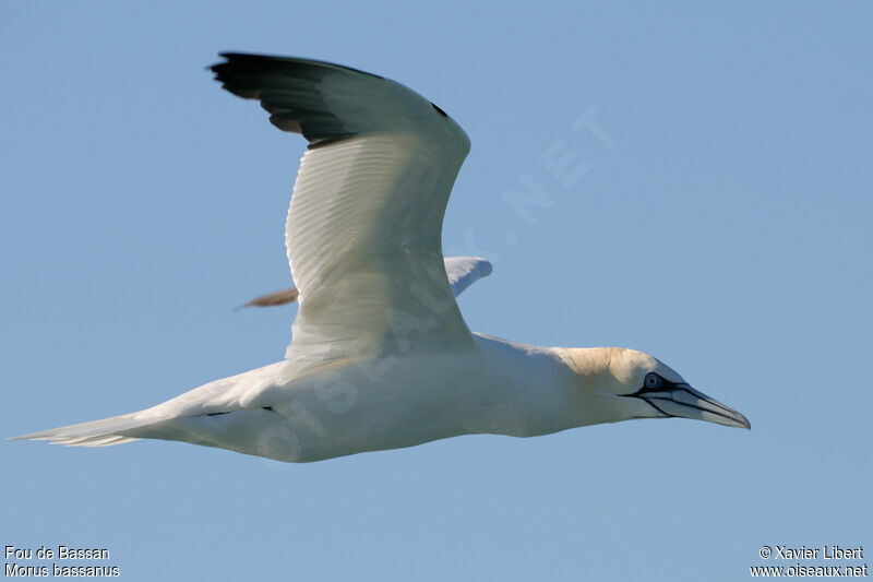 Northern Gannetadult post breeding, Flight