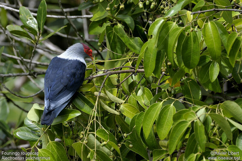 Founingo rougecap, identification