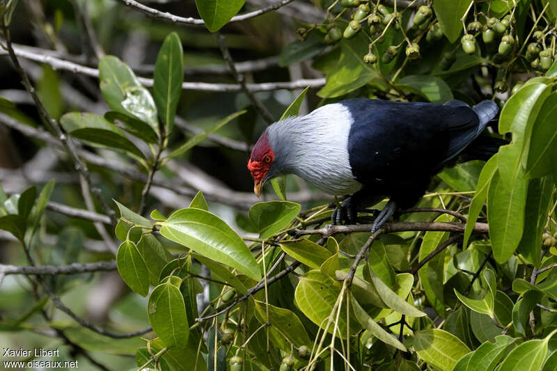 Seychelles Blue Pigeonadult, Behaviour