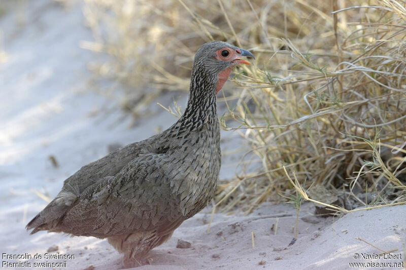 Francolin de Swainsonadulte, identification