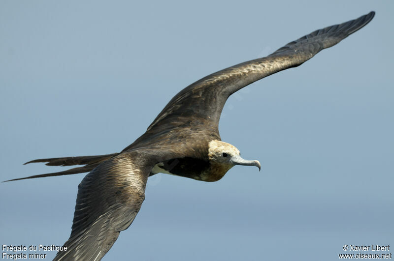 Great Frigatebirdjuvenile, identification