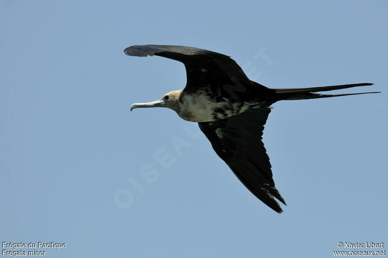 Great Frigatebirdjuvenile, identification