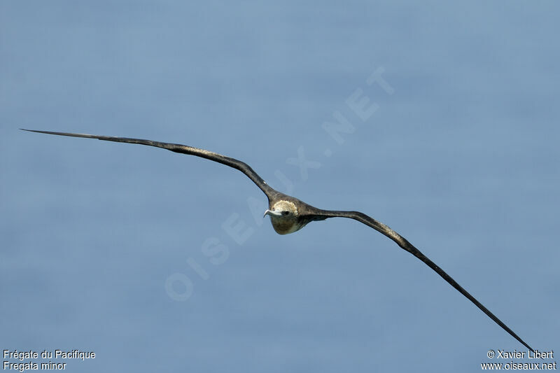 Great Frigatebirdjuvenile, identification