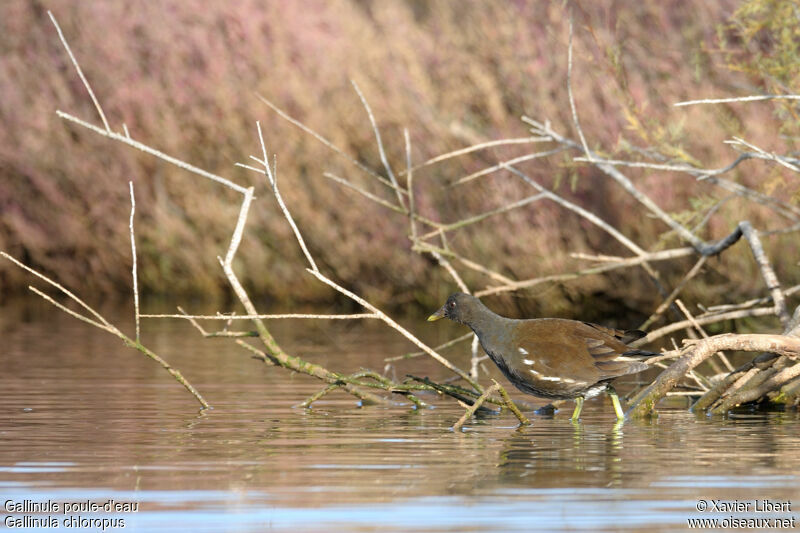 Common Moorhenjuvenile, identification