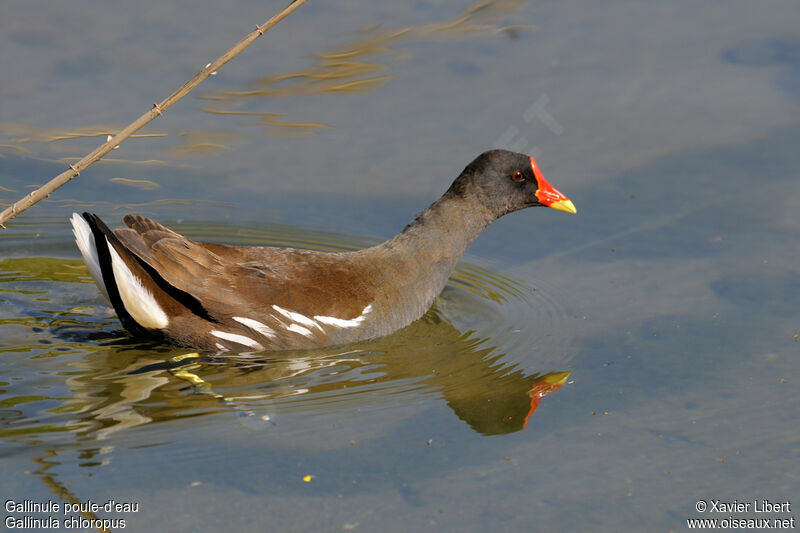 Gallinule poule-d'eauadulte, identification, Comportement