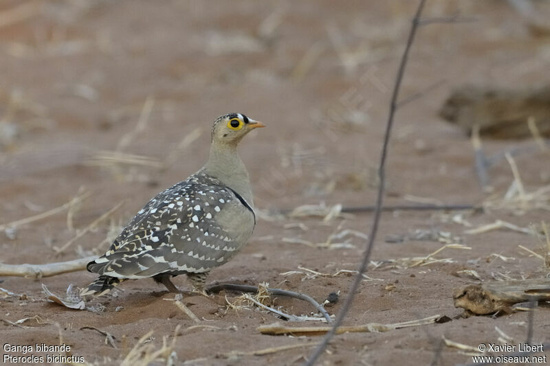 Double-banded Sandgrouse male adult, identification