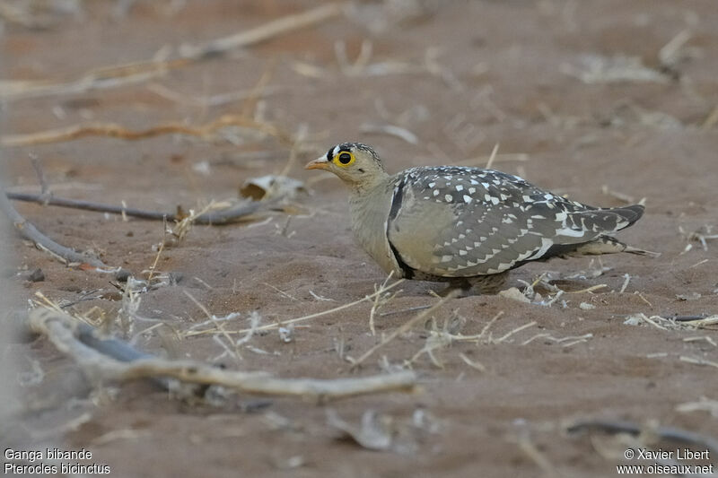 Double-banded Sandgrouse male adult, identification