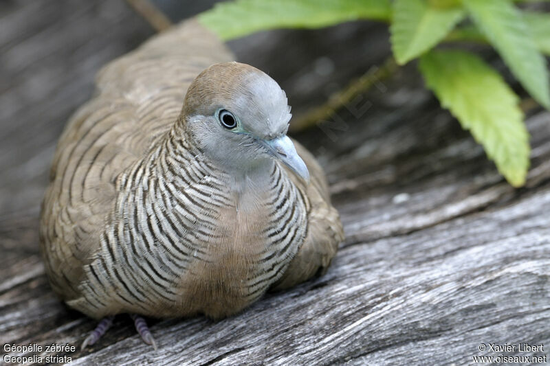 Géopélie zébrée, identification