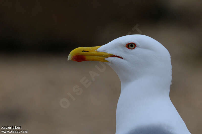 Goéland leucophéeadulte nuptial, portrait