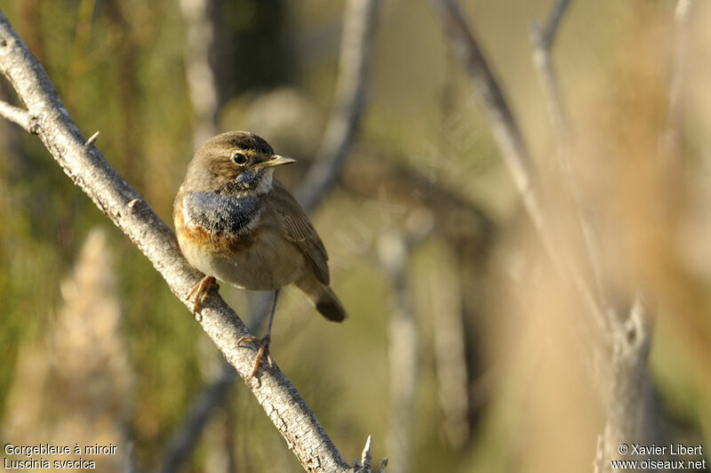 Bluethroat female adult, identification