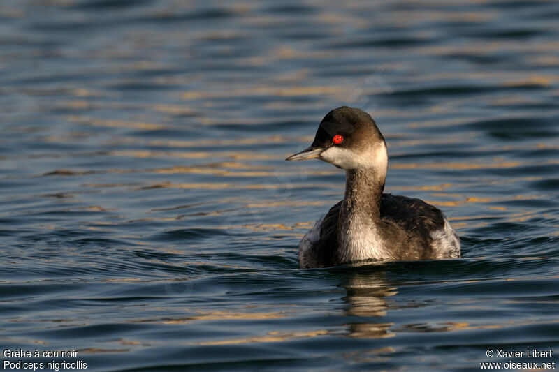 Black-necked Grebeadult post breeding, identification