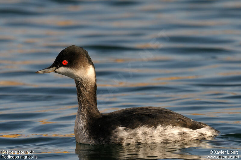 Black-necked Grebeadult post breeding, identification