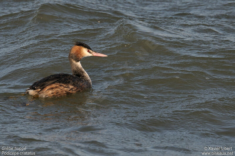 Great Crested Grebeadult breeding, identification