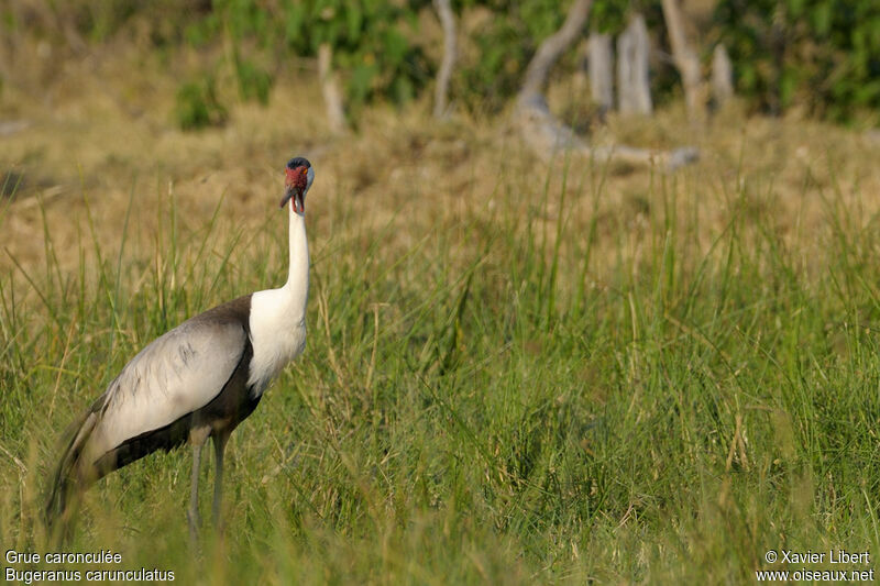 Grue caronculéeadulte, identification