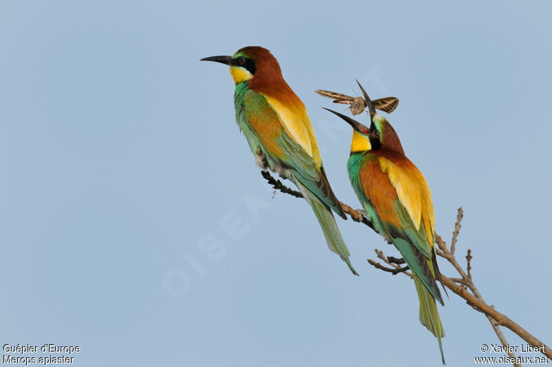 European Bee-eater , Behaviour