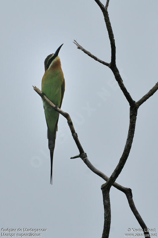 Guêpier de Madagascar, identification