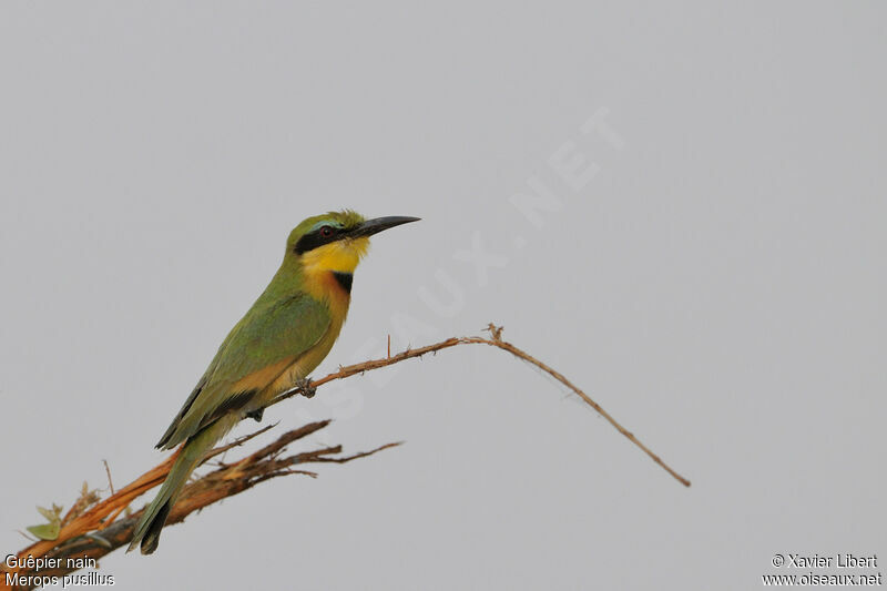 Guêpier nainadulte, identification