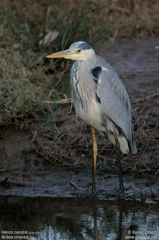 Héron cendréadulte, identification