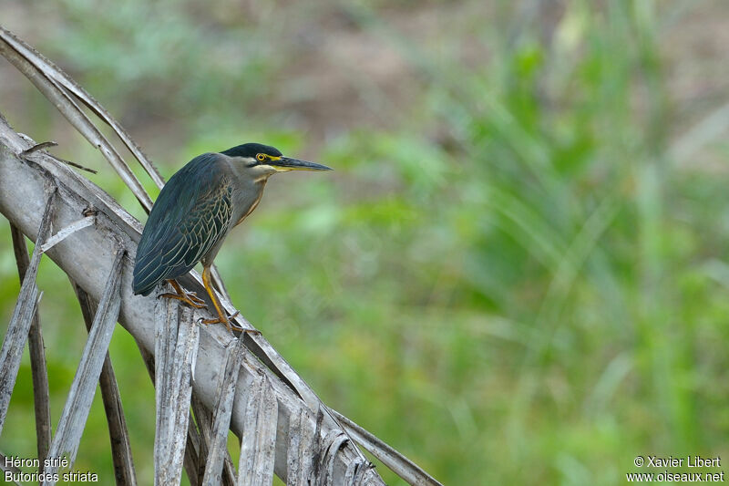 Héron strié, identification