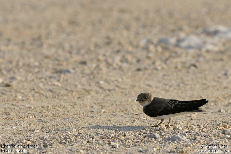 Hirondelle de rivagejuvénile, identification