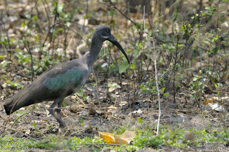 Hadada Ibisadult, identification