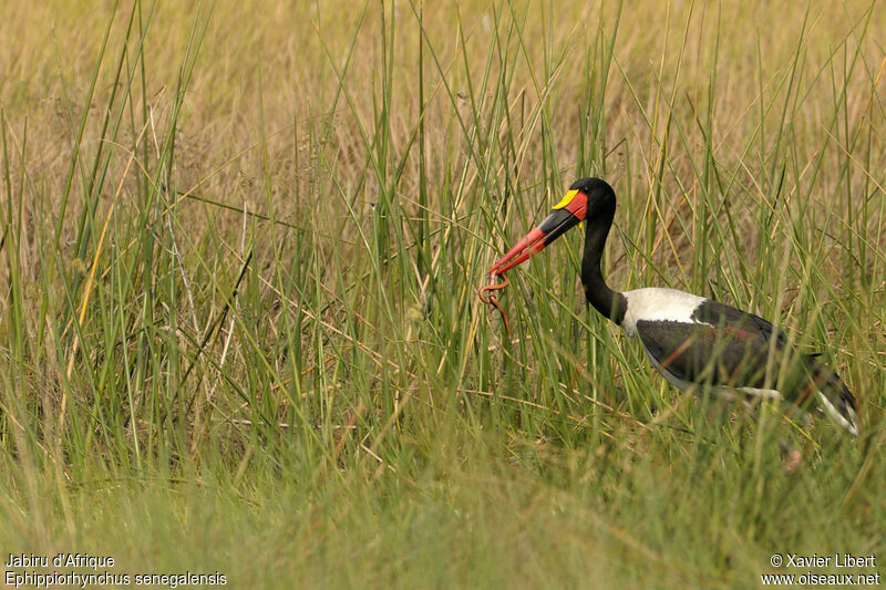 Saddle-billed Stork male adult, identification, feeding habits