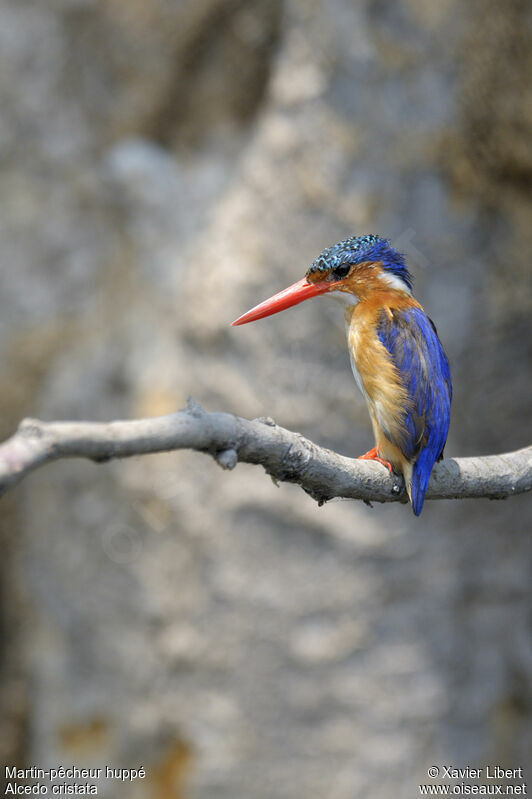 Malachite Kingfisheradult, identification