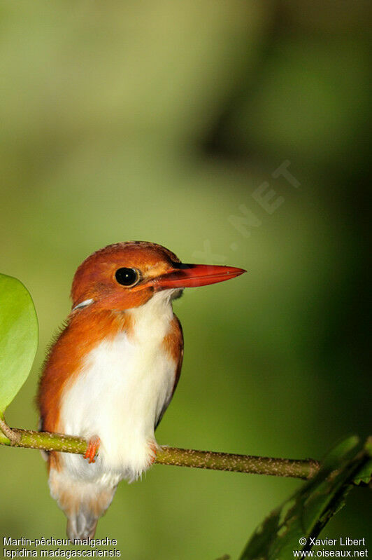 Madagascar Pygmy Kingfisher, identification